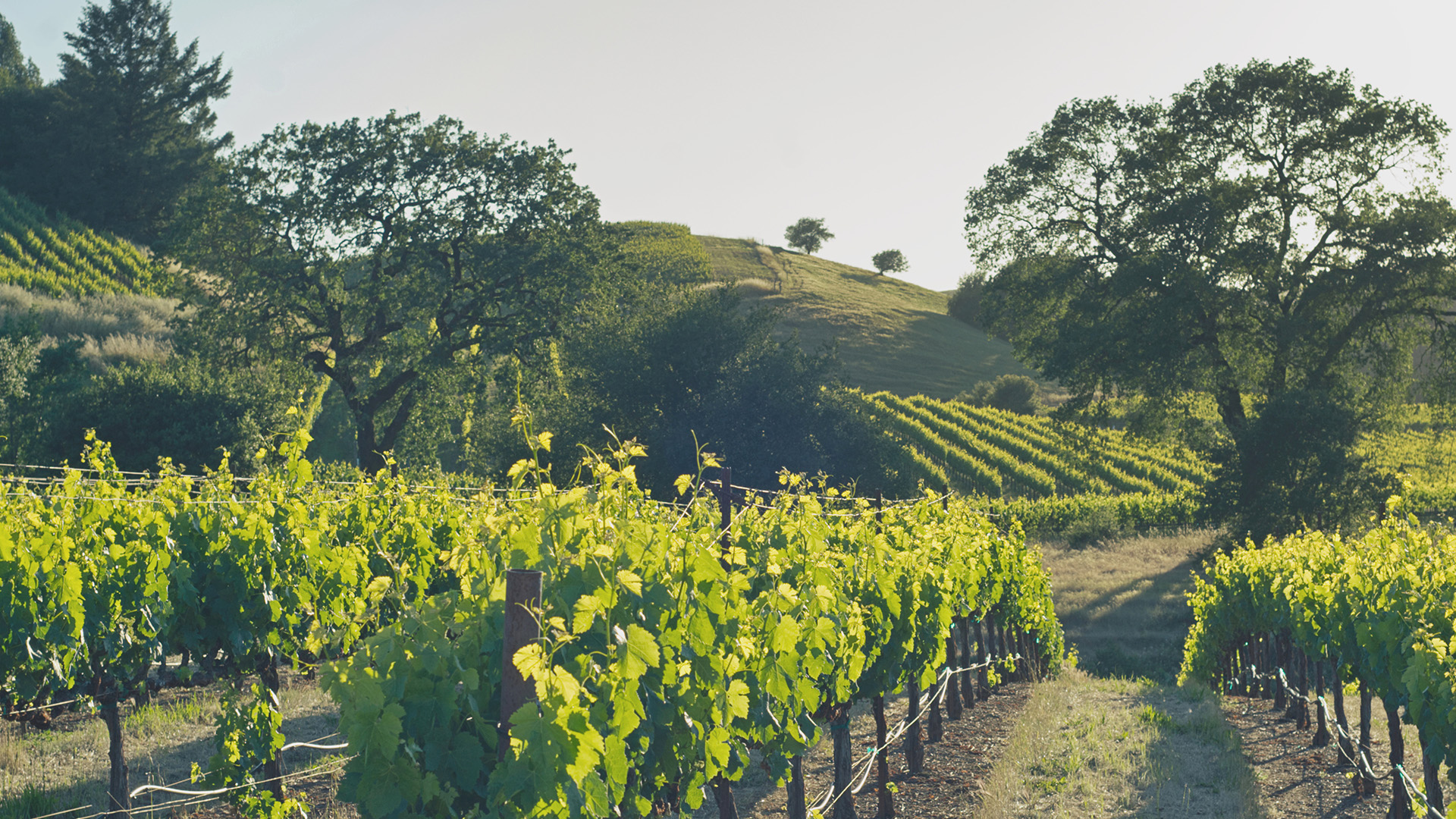 Healdsburg Oral Surgery Dental Implants | Wisdom Teeth Extractions, General Anesthesia and Fresh Start Dental Implants Program